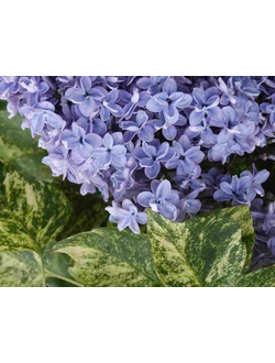 Аукубафолия (Aucubaefolia)