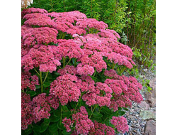 Очиток  видный Карл(Sedum Carl)