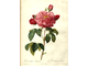Роза крымская (Rosa gallica) абсолю, Крым (1 г)