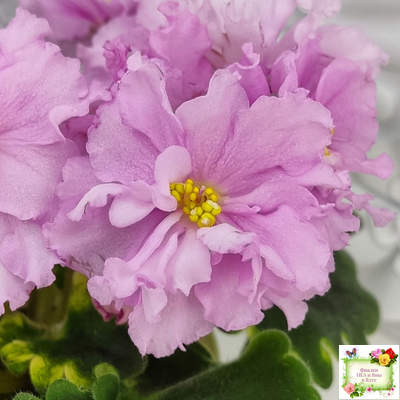 АВ-Поющие Пески (Фиалковод) 2021 г. (гёрл-листья с кроновой пестролистностью)