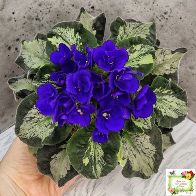 Harmony's Little Stinker (Harmony) листовая химера (пасынок сорт укоренённый)