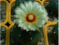 Astrophytum asterias f.nudum - 10 семян