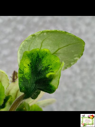 LV-15 сеянец (Л. Шевелёва) (стартер)