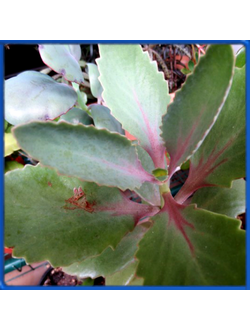 Kalanchoe faustii