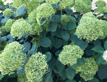 "Лайм Рики" гортензия  древовидная(Hydrangea arborescens `Lime Rickey)