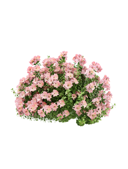 кусты Азалия японская Perfecto Mundo Pink