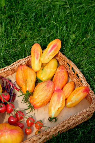 Томат Желтый Тюльпан, 5 шт