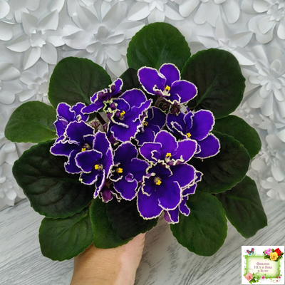 ЛЕ-Прекрасная Креолка (Е. Лебецкая) 2009 г