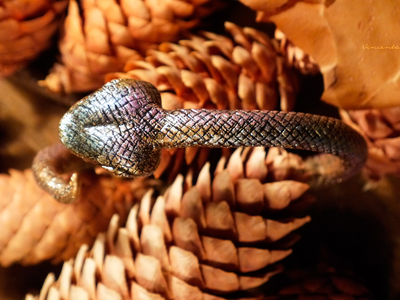 Волшебный браслет "Золотая Радужная Змейка"