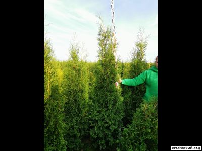 Туя Кинг Брабант 5 метров