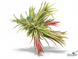 Тилландсия Ionantha Fuego