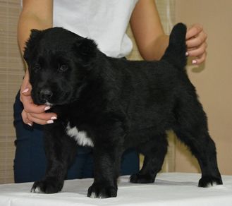 Кобель. Продан.