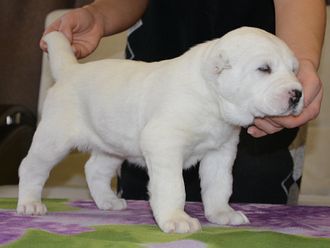 Сука. АМУРА. Резерв.