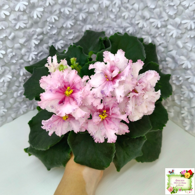 РМ-Ягодный Мармелад (Н.Скорнякова) 2019 г.