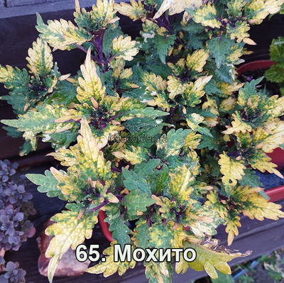 Колеус Мохито
