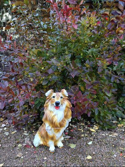 КОЛЛИ - садовая фигура 35*21см  1,3кг   экологичный полистоун Россия  1877/012210* Не боится влаги и перепадов температур.