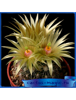 Neobesseya missouriensis SB 205