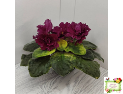 ЕК-Жара (Е. Коршунова) 2018 г.