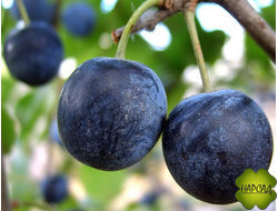 Тёрн сладкоплодный ТСХА