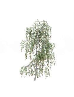 плодовые Дереза 10