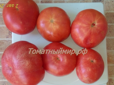 Томат Гном Арктическая Роза, Dwarf Arctic Rose