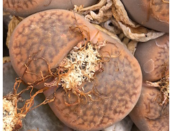 Lithops hookeri v.marginata (red-brown form) C337 (MG) - 10 семян