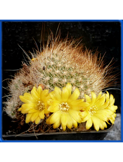Sulcorebutia glomeriseta