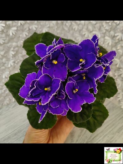 ЛЕ-Прекрасная Креолка (Е. Лебецкая) 2009 г