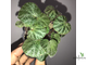 Begonia ningmingensis var. bella