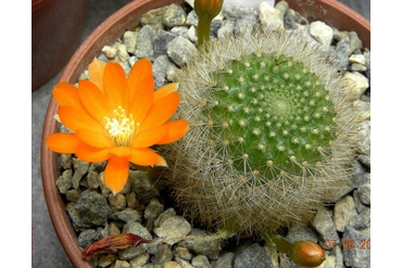 Rebutia  archibuiningiana L 404