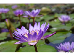 Нимфея Тина