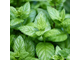 Мята перечная (Mentha piperita) Египет, 5 мл - 100% натуральное эфирное масло