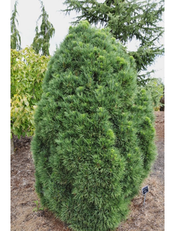 Сосна обыкновенная Globosa Viridis