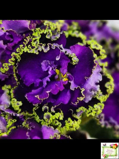 АВ-Гром и Молнии (Фиалковод) 2019 г.