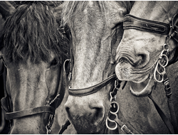 Купить греющую картину с фото снежные барсы