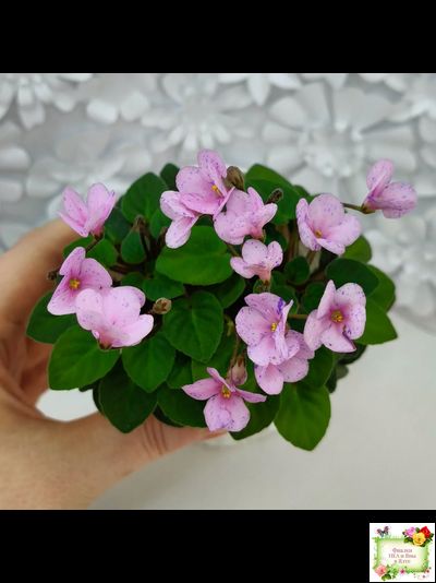 Frosted Fantasy (C.Sotkiewicz) трейлер