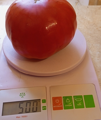 Томат Ишалница (Isalnita cu Cute) Румыния