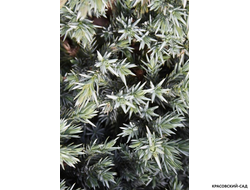 Можжевельник чешуйчатый Мейери