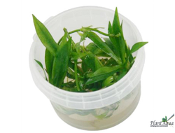 Эхинодорус латифолиус (меристемный)