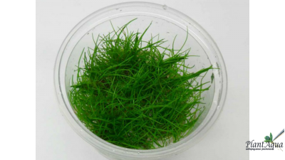 Элеохарис мини меристемный