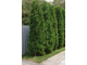 Туя западная Columna