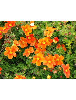 Лапчатка кустарниковая  Hopleys Orange