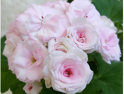 П207 Пеларгония ТА-Анастейша укорененный черенок