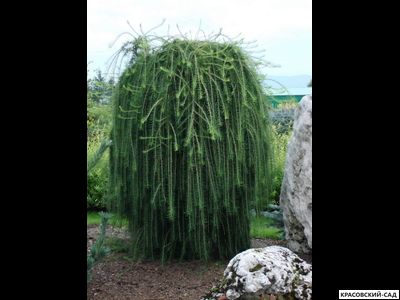 Лиственница европейская - Larix decidua