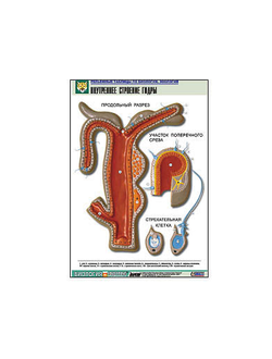 Рельефная таблица "Внутреннее строение гидры" (формат А1, матовое ламинир.)