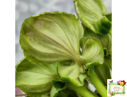 LV-Мариночка (Л. Шевелева) 2023 г. (клакамас бастл-листва с кроновой пестролистностью)