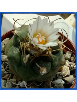 Turbinicarpus macrochele v. frailensis KS 093