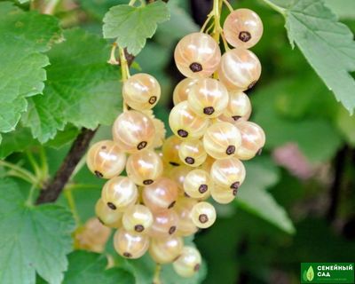 Смородина белая "Белая Фея"