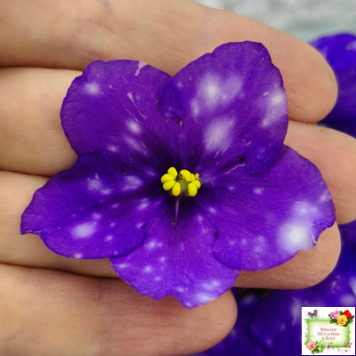 Rivermist Heavenly (J. Baker) (10985) NEW 05/21/2018