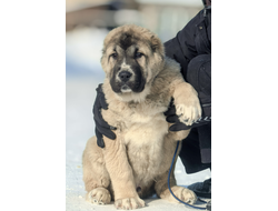 Кобель 5. ПАЛАШ. ПРОДАЖА